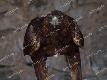 Steinadler vor Abflug