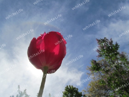 Tulpe