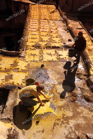 The fresh Leather gets dry on the sun near Leather production in front of the Citywall in the old City in the historical Town of Fes in Morocco in north Africa.