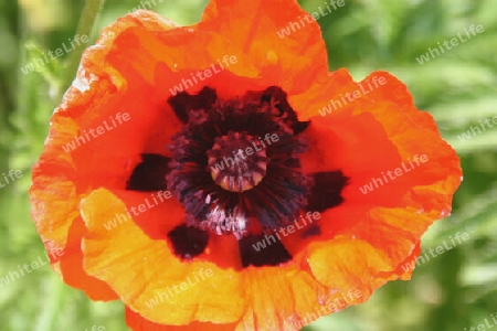 Roter Mohn