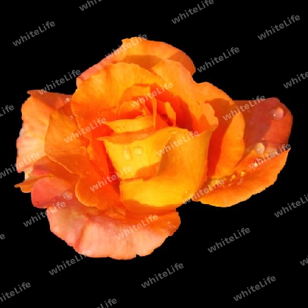 orangene Rose