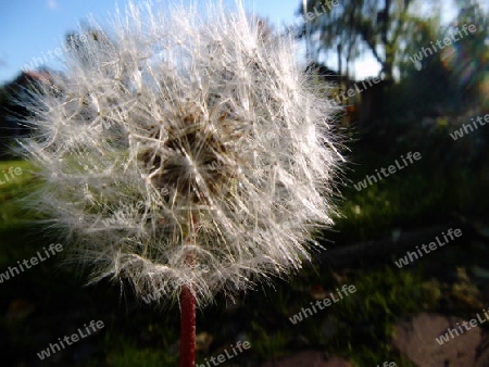 Pusteblume