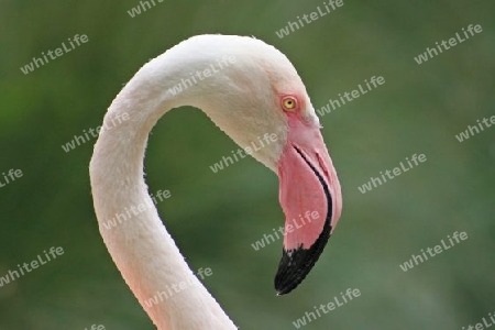 Greater Flamingo - Rosaflamingo