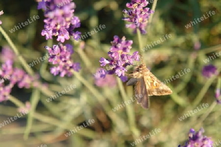 Schmetterling