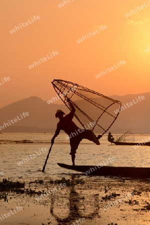 Fishermen at sunset in the Landscape on the Inle Lake in the Shan State in the east of Myanmar in Southeastasia.