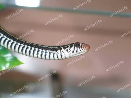 Xenochrophis