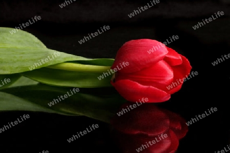 Single Red Tulip