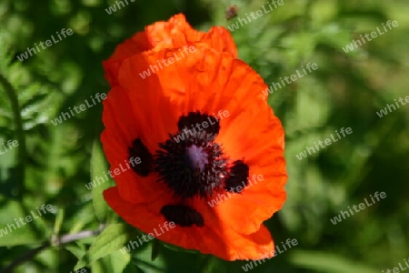 Mohn betört