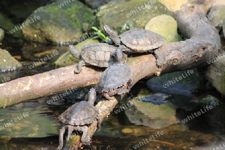 Turtles