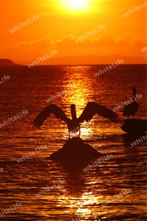 Suedamerika, Karibik, Venezuela, Isla Margarita, Juangriego,  Abend, Sonnenuntergang, Natur, Pelikan, Vogel, Wasservogel, Stimmng, Landschaft,