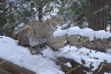 luchs