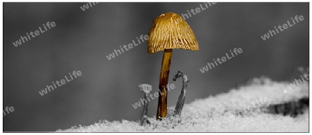 Pilz Colorkey