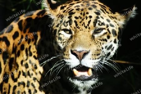 JAGUAR