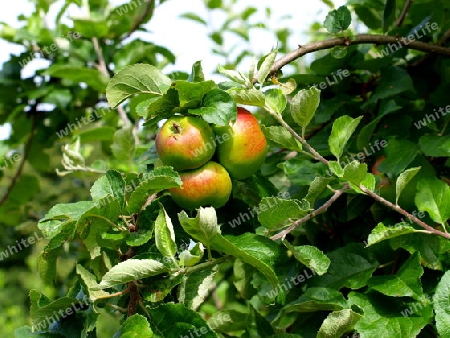 ?pfel am Baum