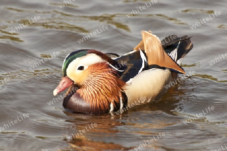 Mandarin-Ente