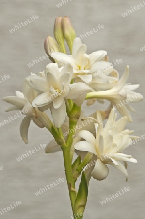  Tuberose, Polianthes tuberosa