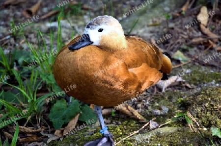 Ente auf einem Bein