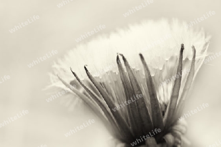 Pusteblume