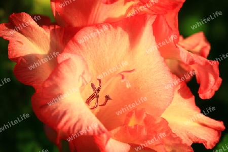 Gladiole