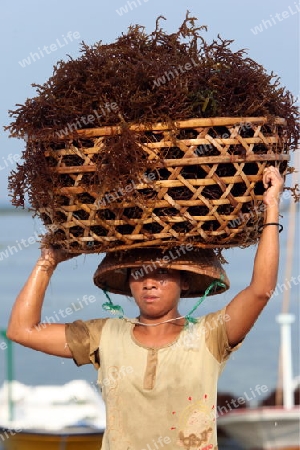 Die Ernte in der Seegrass Plantage auf der Insel Nusa Lembongan der Nachbarinsel von Bali, Indonesien.