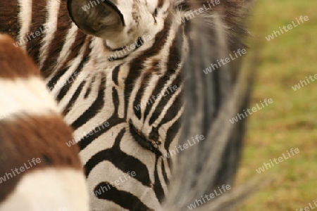 Zebra