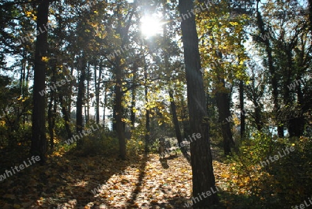 Sonnenschein im Wald