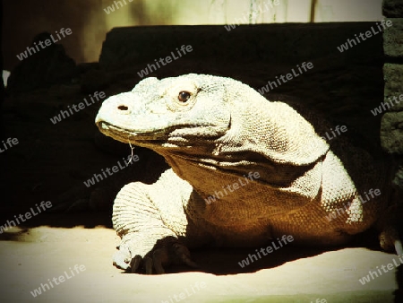 Komodowaran, Waran, Echse, Reptilien, Exot, Indonesien