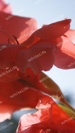 Gladiole