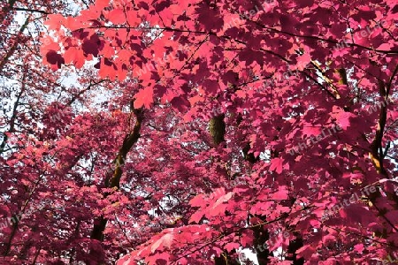 Beautiful pink and purple infrared panorama of a countryside landscape with a blue sky.