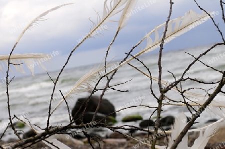 Federn am Strand