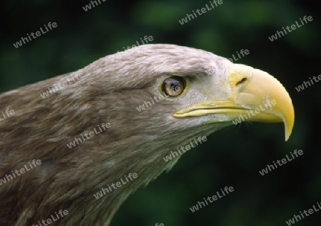 Seeadler