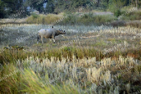 Die Landwirtschaft mit Reisfeldern im Winter bei Amnat Charoen im Isan im osten von Thailand,