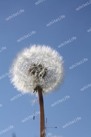 Pusteblume