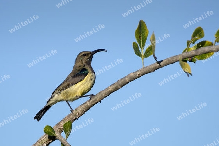 Nektarvogel, Madagaskar