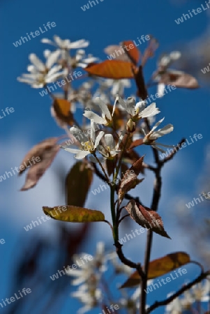 Bl?tenst?nde der Felsenbirne, Amelanchier