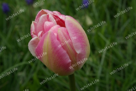 Tulpe