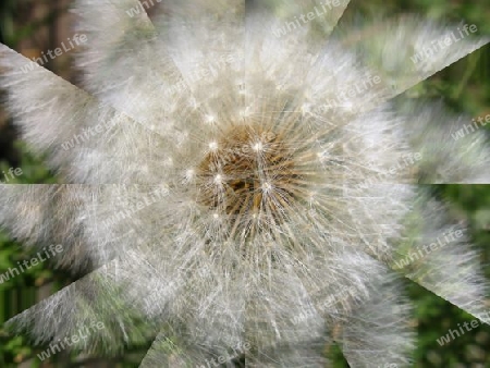 Pusteblume anders