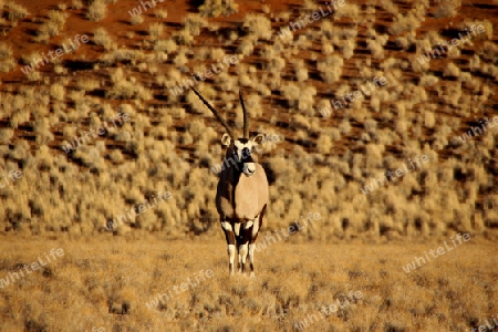 Oryx-Antilope