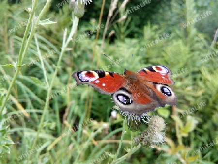 Tagpfauenauge auf Distel V