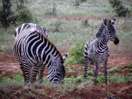 Zebra, Herde, Baby, Jungtier, Nachwuchs, Tsavo, Ost, Kenya, Kenia, Afrika, Nationalpark, Reservat