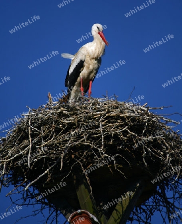 Storch