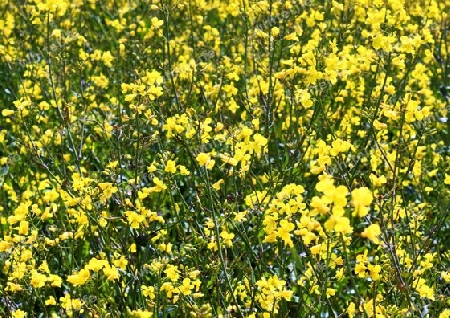 Yellow field of flowering rape and tree against a blue sky with clouds, natural landscape background with copy space, Germany Europe.