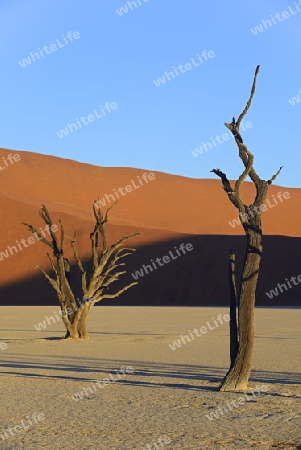 Kameldornb?ume (Acacia erioloba), auch Kameldorn oder Kameldornakazie im letzten Abendlicht,  Namib Naukluft Nationalpark, Deadvlei, Dead Vlei, Sossusvlei, Namibia, Afrika