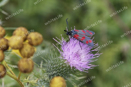 Widderchen, Blutstroepfchen, Zygaenidae 