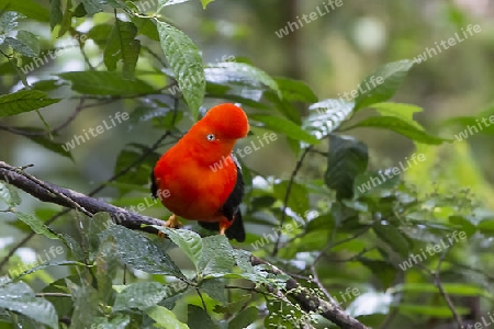 Andenklippenvogel