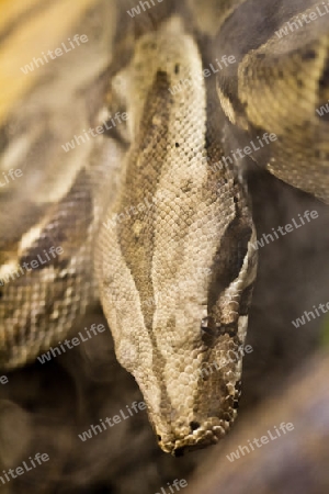 Boa Constrictor