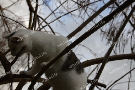 Katze auf dem Baum