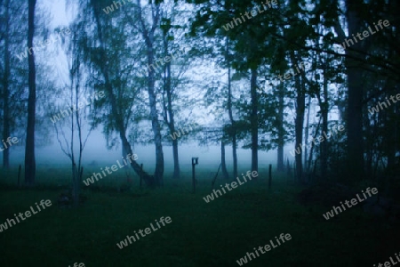 Wiese im Nebel