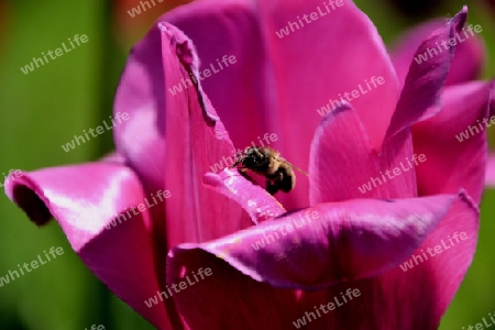 Biene auf blume