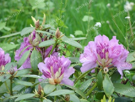 Rhododendron